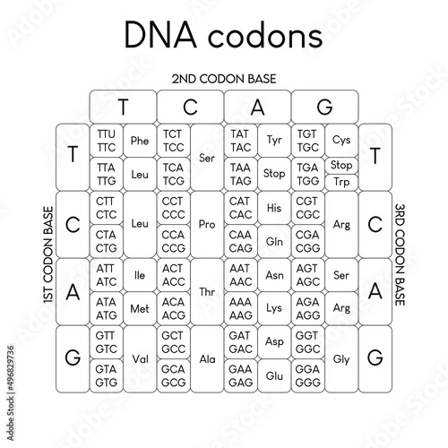 DNA codons 3.eps photo