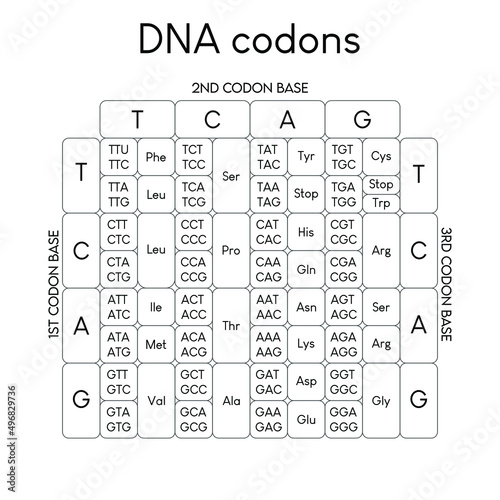 DNA codons 3.eps