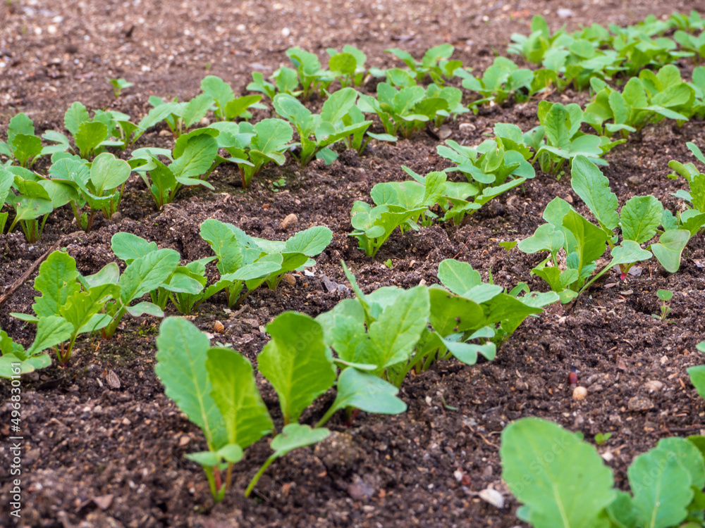 Young shoots of radish in the garden. Spring seedlings. Young radishes in the sun. Rows of shoots of vegetable crops in spring. Growing healthy food. Eco vegetables Young shoots of radish in the garden. Spring seedlings. Young radishes in the sun. Rows of shoots of vegetable crops in spring. Growing healthy food. Eco vegetables