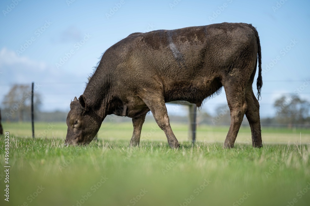Stud Angus, wagyu, speckle park, Murray grey, Dairy and beef Cows and Bulls grazing on grass and pasture in a field. The animals are organic and free range, being grown on an agricultural farm Stud Angus, wagyu, speckle park, Murray grey, Dairy and beef Cows and Bulls grazing on grass and pasture in a field. The animals are organic and free range, being grown on an agricultural farm