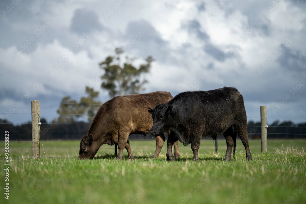 Close up of Angus and Murray Grey Cows and bulls grazing on green grass. Close up of Angus and Murray Grey Cows and bulls grazing on green grass.