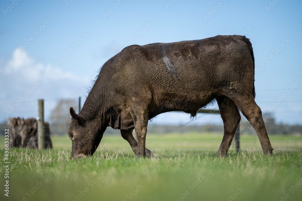 Stud Angus, wagyu, speckle park, Murray grey, Dairy and beef Cows and Bulls grazing on grass and pasture in a field. The animals are organic and free range, being grown on an agricultural farm 