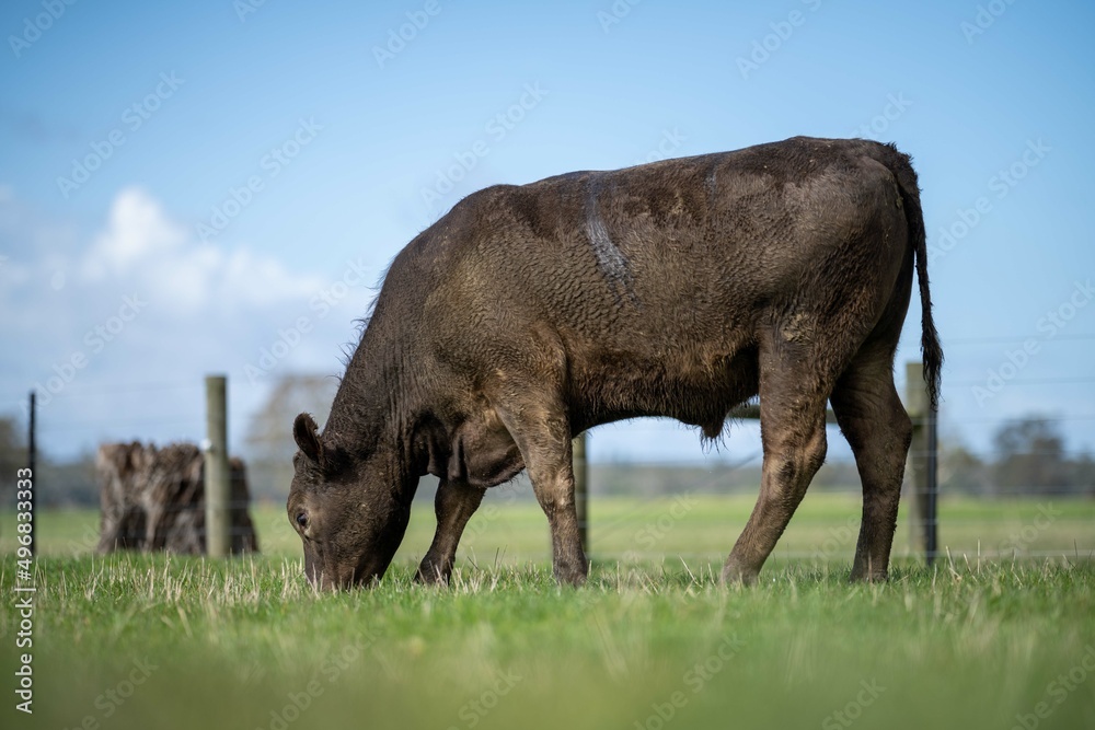 Stud Angus, wagyu, speckle park, Murray grey, Dairy and beef Cows and Bulls grazing on grass and pasture in a field. The animals are organic and free range, being grown on an agricultural farm Stud Angus, wagyu, speckle park, Murray grey, Dairy and beef Cows and Bulls grazing on grass and pasture in a field. The animals are organic and free range, being grown on an agricultural farm