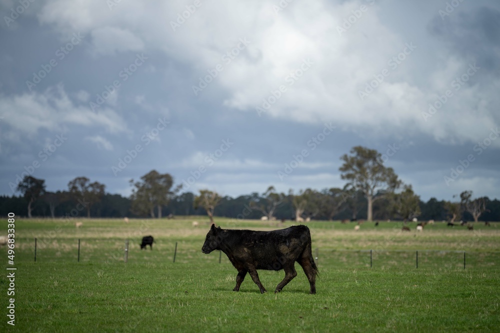 Close up of Angus and Murray Grey Cows and bulls grazing on green grass. Close up of Angus and Murray Grey Cows and bulls grazing on green grass.