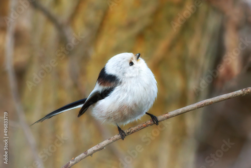 Tiny cute Long-tailed tit (Aegithalos caudatus)