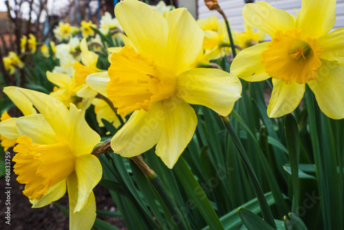 A group of yellow flowering daffodils in a spring flower bed. Flowering in the garden of spring daffodils. Daffodils with yellow flowers in natural conditions near the house