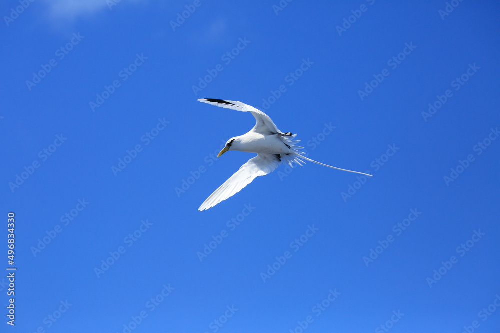 White tailed tropic bird flying over ocean in reunion island White tailed tropic bird flying over ocean in reunion island