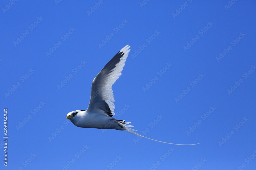 White tailed tropic bird flying over ocean in reunion island White tailed tropic bird flying over ocean in reunion island