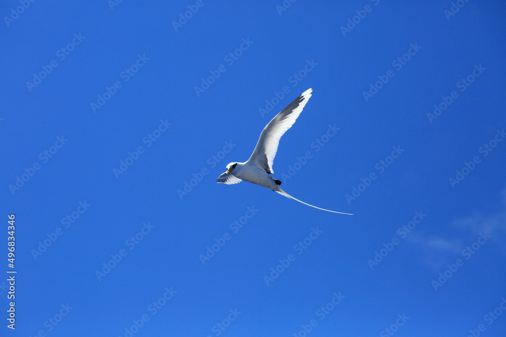 White tailed tropic bird flying over ocean in reunion island White tailed tropic bird flying over ocean in reunion island