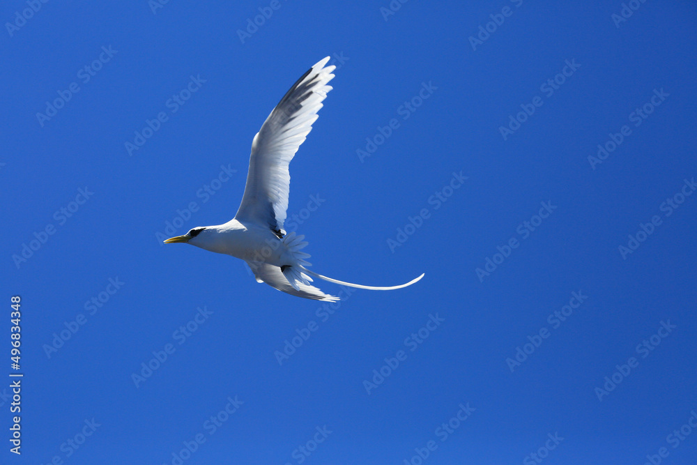White tailed tropic bird flying over ocean in reunion island White tailed tropic bird flying over ocean in reunion island