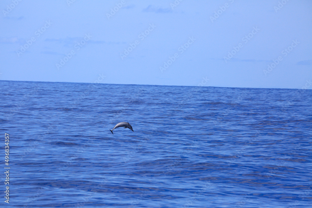 Fototapeta premium Dolphin jumbing high in blue indian ocean