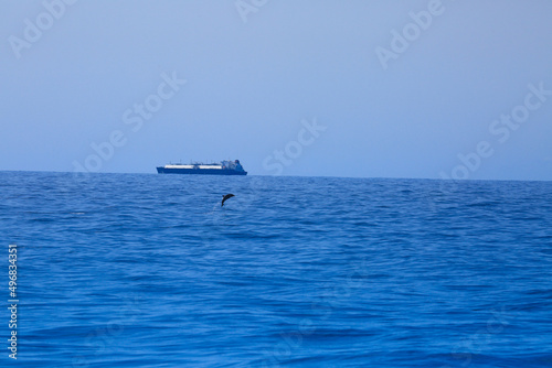 Dolphin jumbing high in blue indian ocean