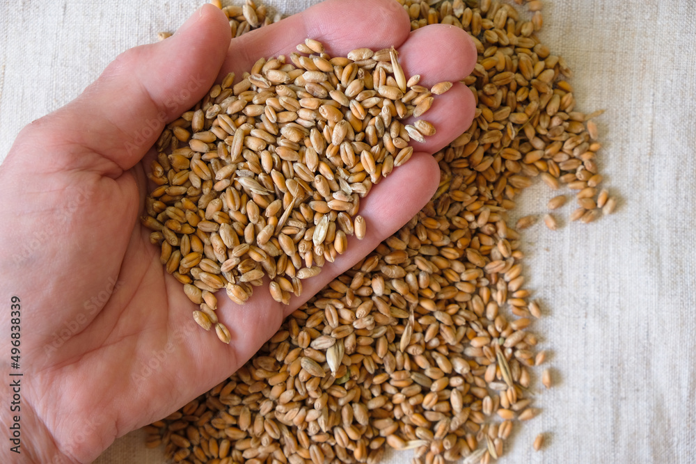 Wheat in women's palms. Wheat prepared for sowing. Wheat in women's palms. Wheat prepared for sowing.