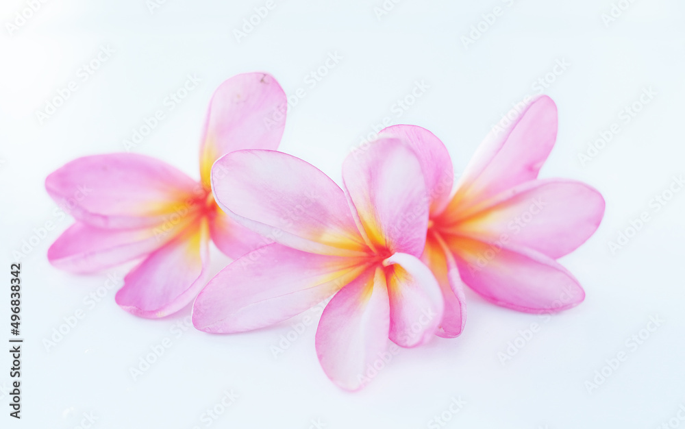 Frangipani Flower -Frangipani flower blooms with a white background, pink frangipani flowers isolated white background Frangipani Flower -Frangipani flower blooms with a white background, pink frangipani flowers isolated white background