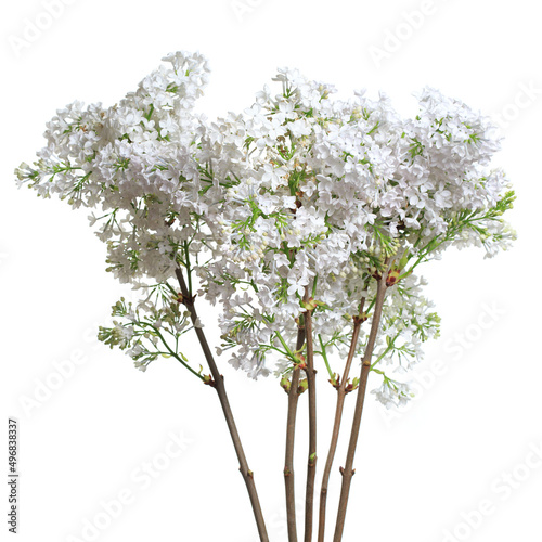 A bunch of white lilac on a white background.