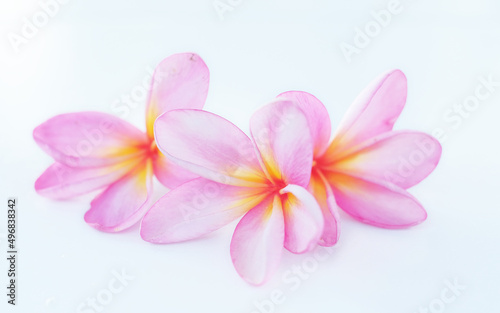 Frangipani Flower -Frangipani flower blooms with a white background  pink frangipani flowers isolated white background