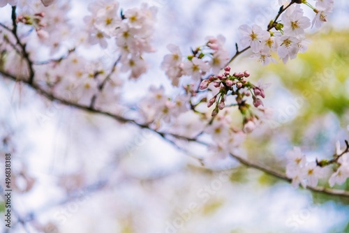 blossom © D’s Photograph