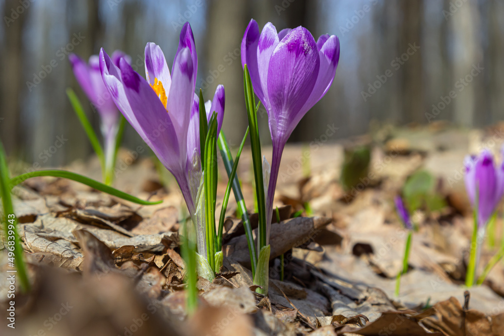 Close up of a woodland crocus, crocus tommasinianus, flower emerging into bloom Close up of a woodland crocus, crocus tommasinianus, flower emerging into bloom