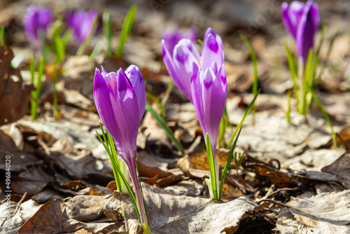 Close up of a woodland crocus, crocus tommasinianus, flower emerging into bloom