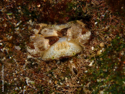 Small crab of the reef in Reunion island photo