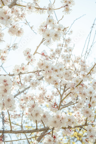 벚꽃, cherry blossem photo