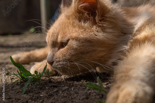 Red cat sleeps in the sun. Close up of the head of a red cat on the ground. Fluffy red cat. The head of a red cat on the ground photo