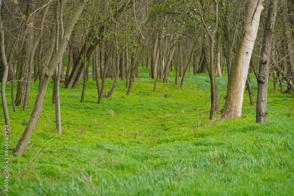 young forest with a green carpet in the spring of 2022. photo oe during the day. young forest with a green carpet in the spring of 2022. photo oe during the day.