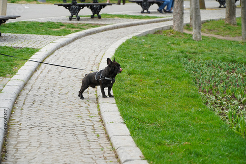 french bulldog. french bulldog in a public park. photo with green background.
