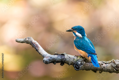 Kingfisher or Alcedo at this common kingfisher on a branch © rostovdriver