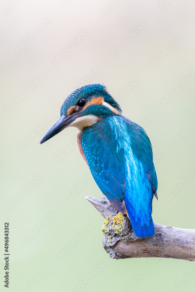 Obraz premium Interested common kingfisher, alcedo atthis, perched in nature from back view. Attractive male bird with bright blue plumage looking sideways in spring wilderness