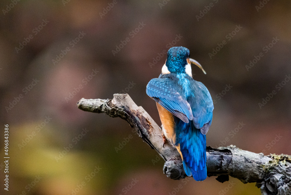 Obraz premium Interested common kingfisher, alcedo atthis, perched in nature from back view. Attractive male bird with bright blue plumage looking sideways in spring wilderness