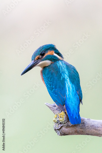 Interested common kingfisher, alcedo atthis, perched in nature from back view. Attractive male bird with bright blue plumage looking sideways in spring wilderness © rostovdriver