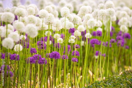 Blooming white and violet decorative onion plant in garden. Flower decorative onion. White and violet allium flower or allium giganteum