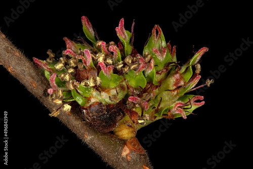 Wych Elm (Ulmus glabra). Inflorescence Closeup photo