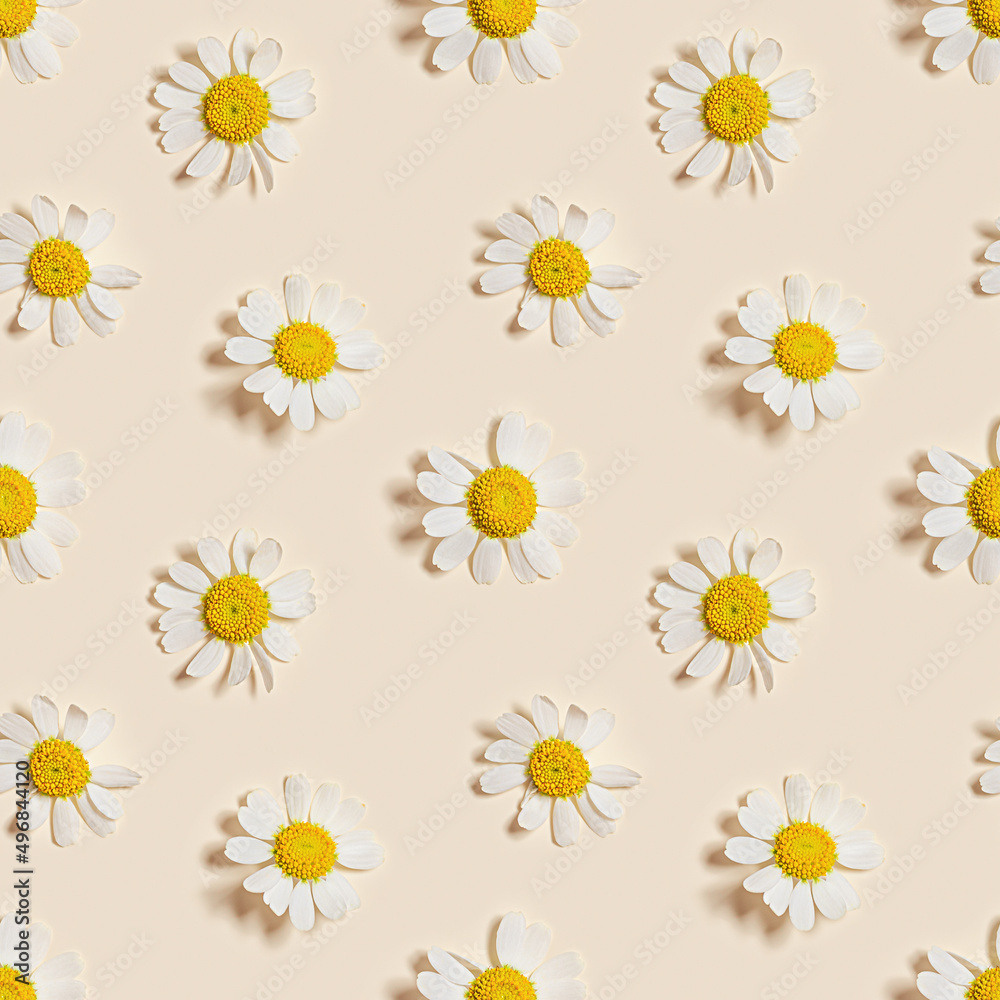 Seamless floral summer pattern with natural fresh Chamomile flower, white blooming daisy flowers on beige background. Summer season ornaments, spring blossom. Nature design texture