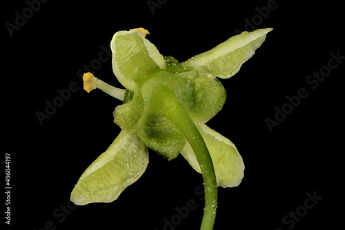 Spindle (Euonymus europaeus). Flower Closeup