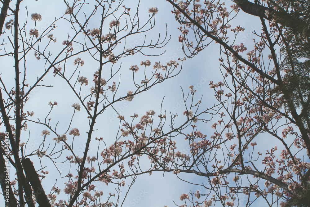 Obraz premium 影絵のようなたくさんの満開の桜の木枝。やや明るめ