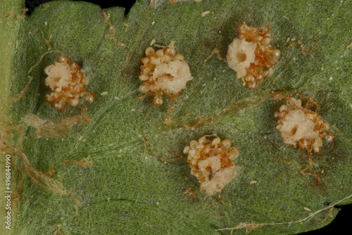 Male Fern (Dryopteris filix-mas). Indusiate Sori Closeup photo