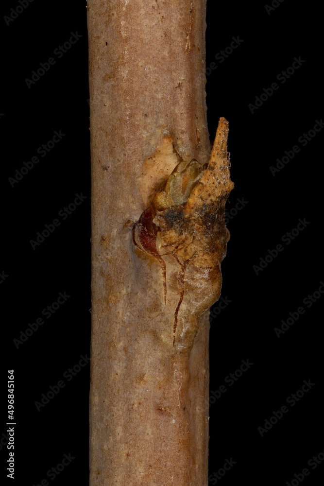 Fototapeta premium German Myricaria (Myricaria germanica). Lateral Bud Closeup