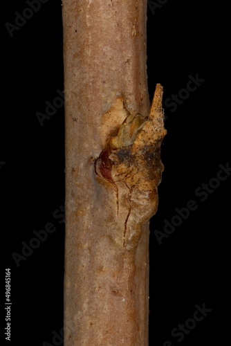 German Myricaria (Myricaria germanica). Lateral Bud Closeup