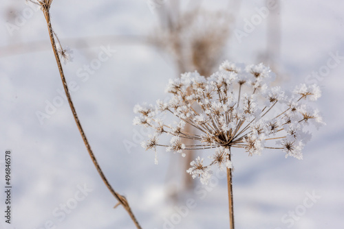 Beautiful dried flower Apiaceae family covered with snow in a field, close up, selected focus. © junky_jess