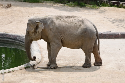 elephant