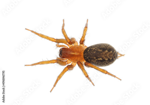 Mediterranean funnel weaver spider isolated on white background, Lycosoides coarctata female