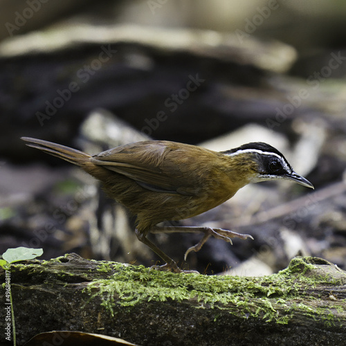 Macro shallow focus of an Old World babbler on grass land with blurred background photo