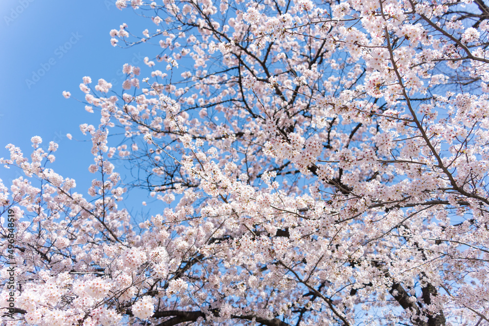 真っ青な空と桜