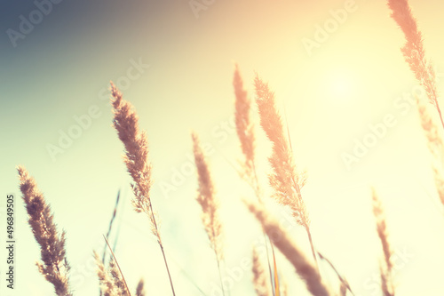 Wild grasses against the sky at sunset. Selective focus  vintage filter
