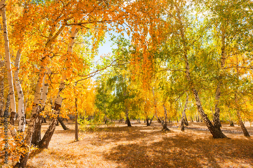 Trees with yellow leaves in the forest. Beautiful autumn landscape.