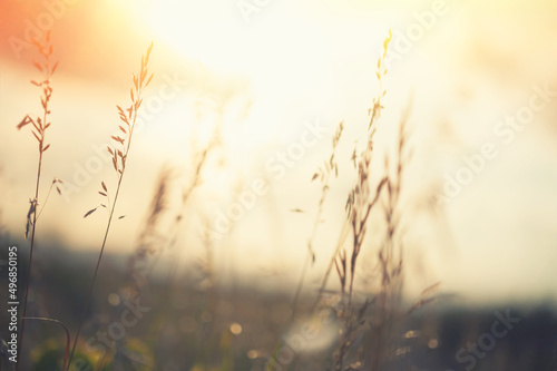 Wild grasses in a forest at sunset. Selective focus, vintage filter. Nature background