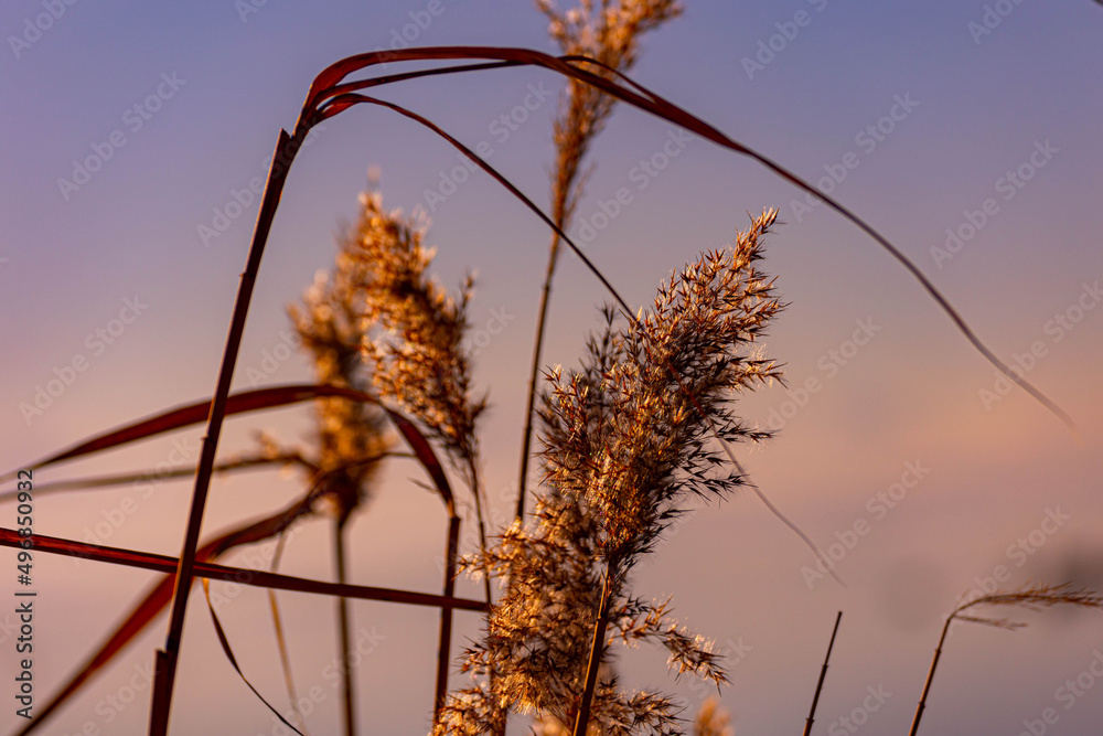Close up shot of a golden scirpus on a background on a sunset background - obrazy, fototapety, plakaty 