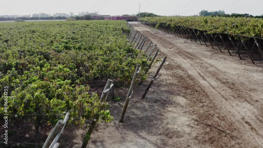 Winery with vineyard in ica, Peru - Drone UHD Winery with vineyard in ica, Peru - Drone UHD
